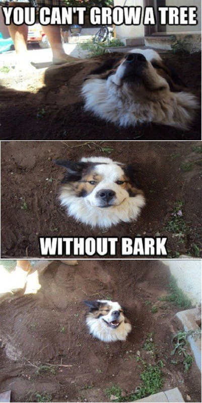 Bark bark