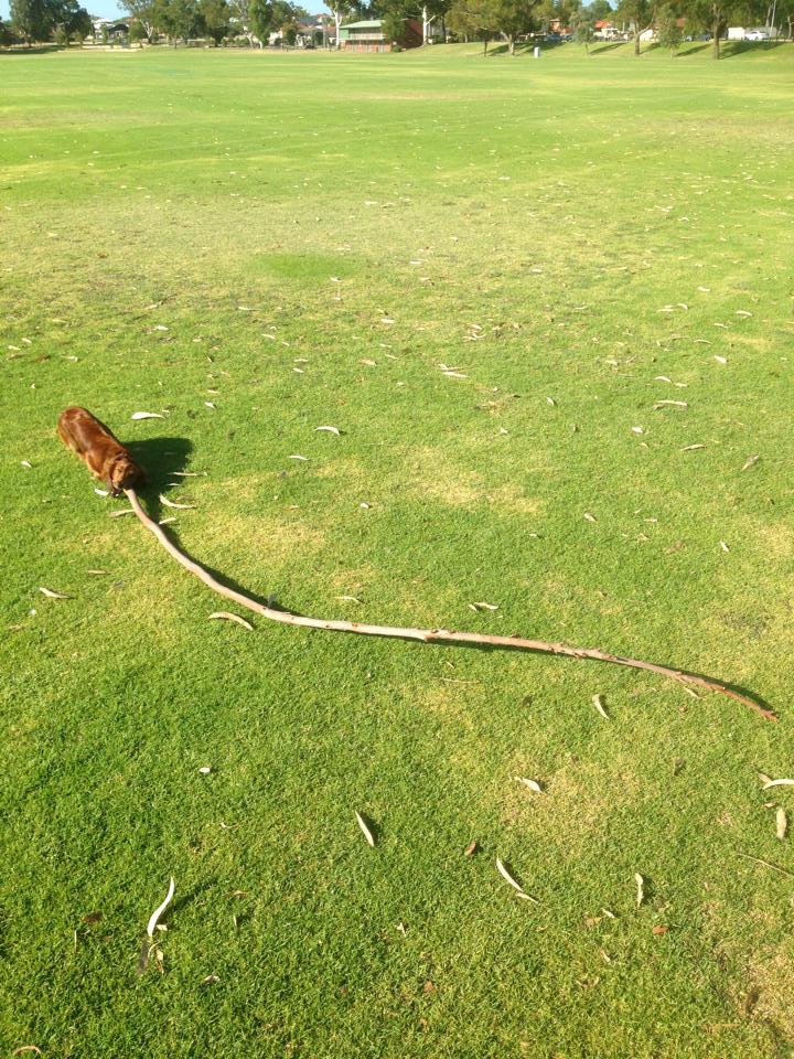 No stick is too big for a Dachshund.