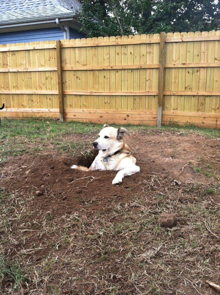 He loves digging holesâ€¦. and then sitting in them and staring at everybody