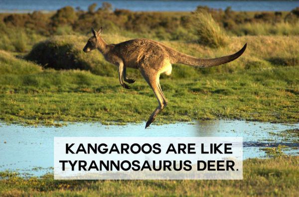 Kangaroos are like tyrannosaurus deer!