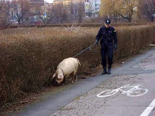 Just police in Roumania...
