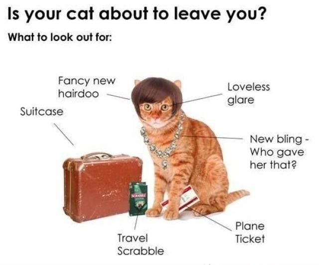 Is your cat getting ready to leave you?