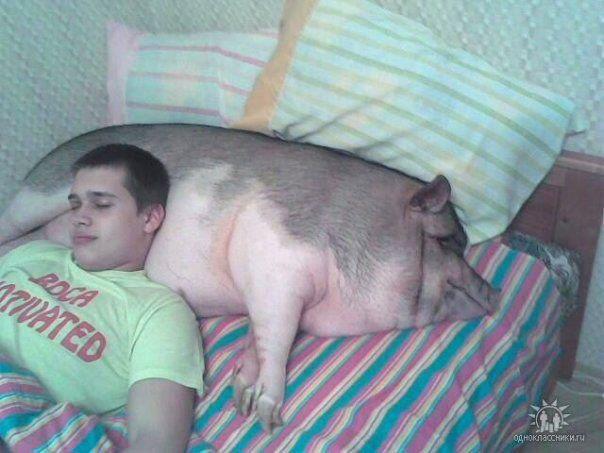 Nothing more comfortable to sleep on like bacon