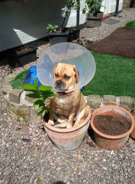 *** it, I'm a flower