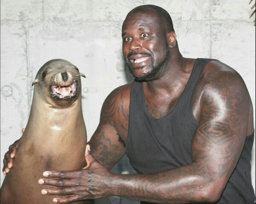 This is what your life has been missing. A picture of Shaq looking alarmed with a seal.