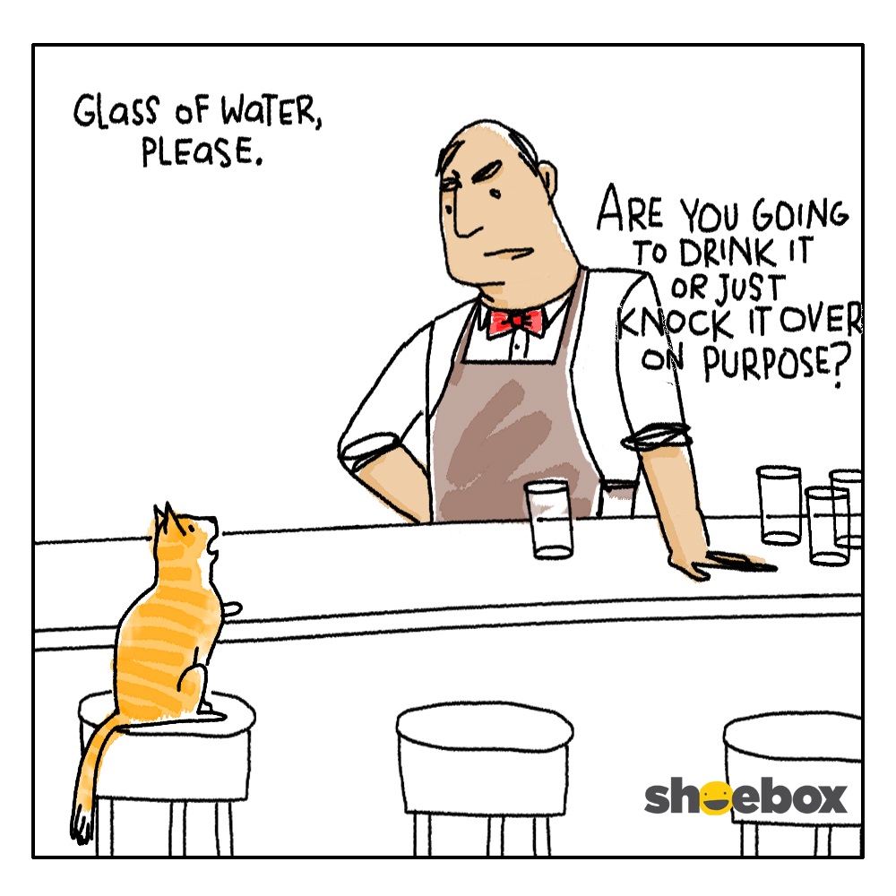 Cat walks into a bar.