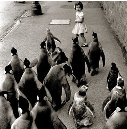As Sally slowly turned around her darkest fears were realized. The penguins were back.