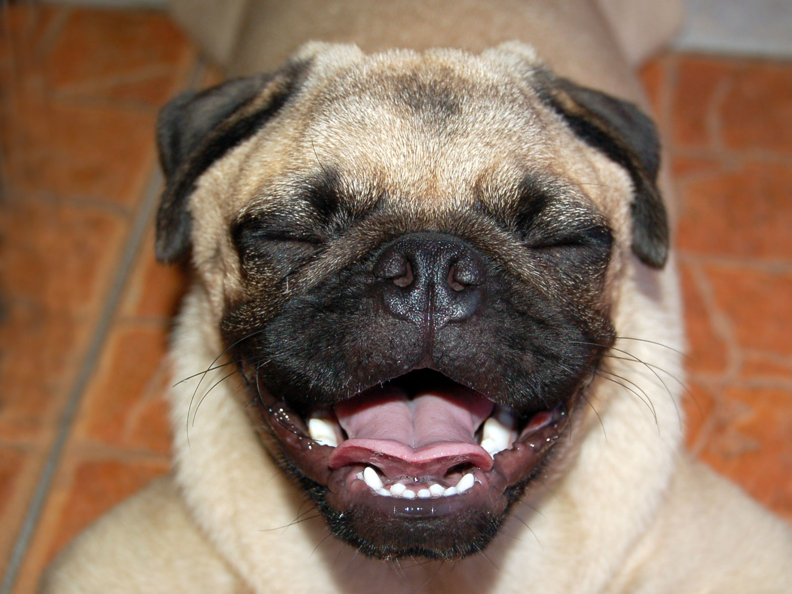 Happy or high pug