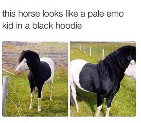 Cheer up, emo horse