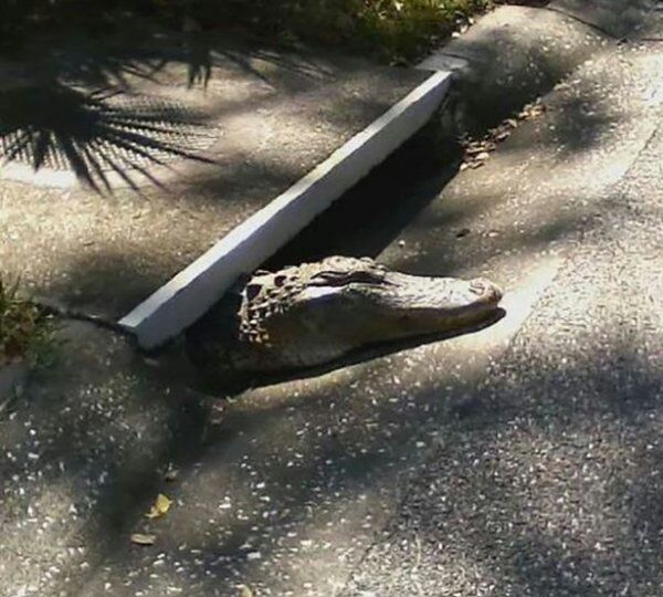 Florida sewer Rat.
