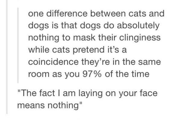 The truth about cats.