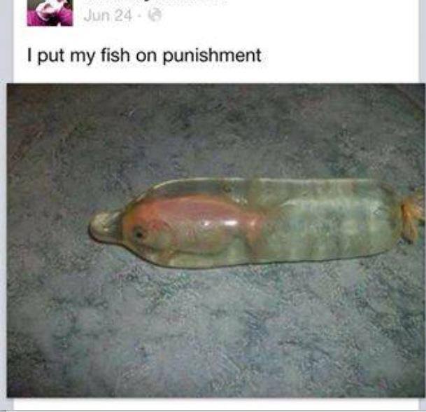 Bad fishy