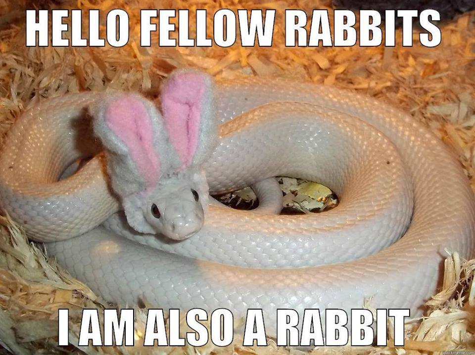 Hello fellow rabbits!