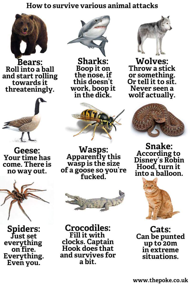 How to survive deadly animal attacks!!!