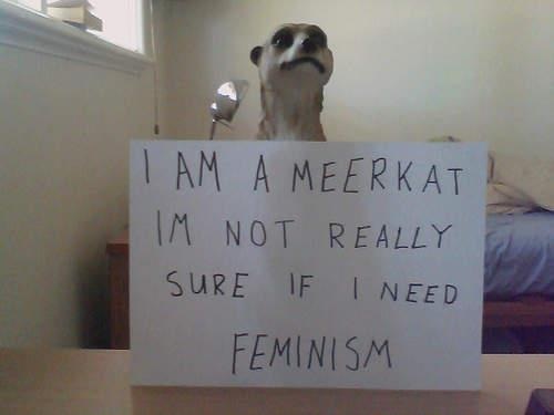 Perks of being a Meerkat