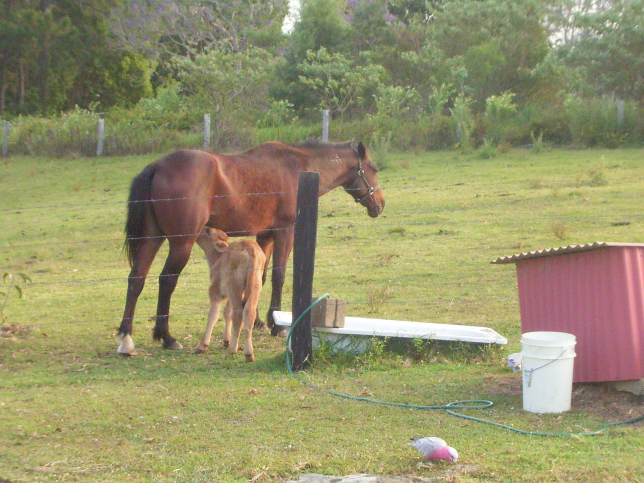 Yes this is a male horse, and yes that's a very confused calf