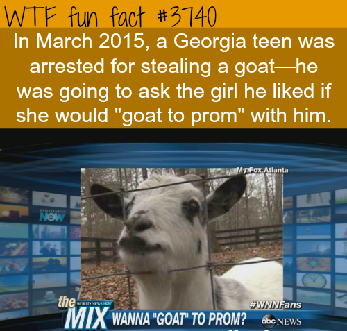How to ask a girl to prom: Get a goat...