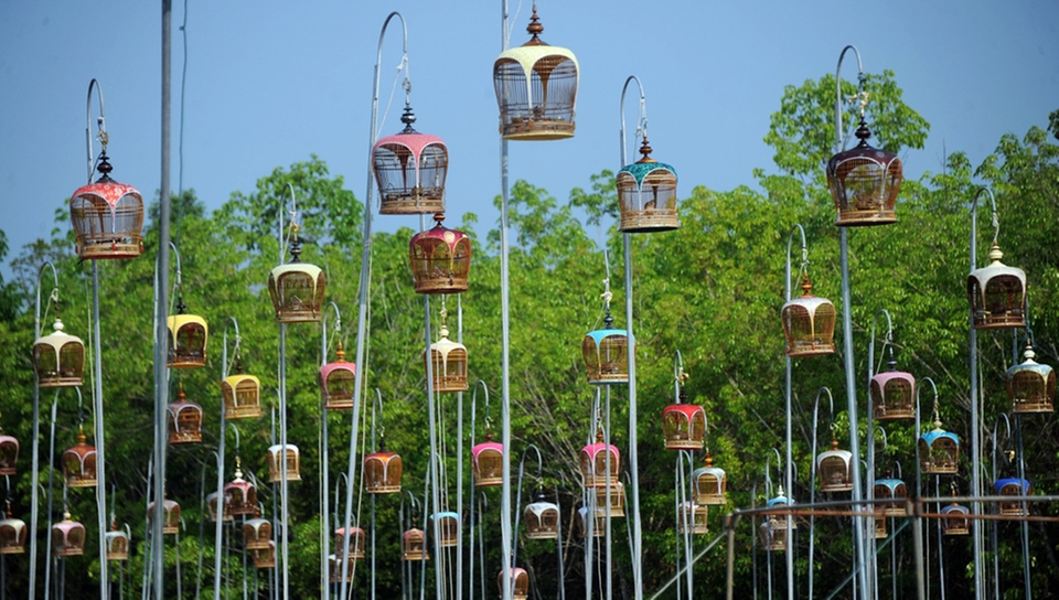 Meanwhile at the annual bird singing contest in Thailand...