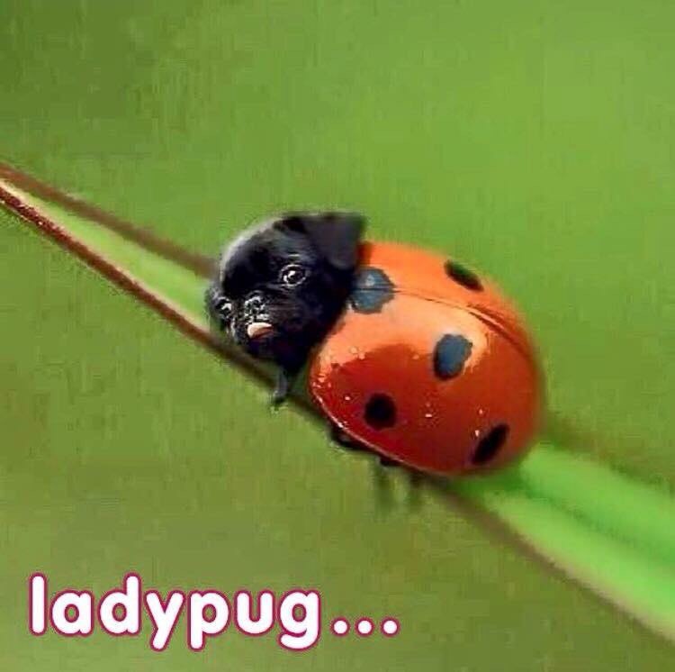 Ladypug.