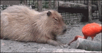 Secret capybara off button