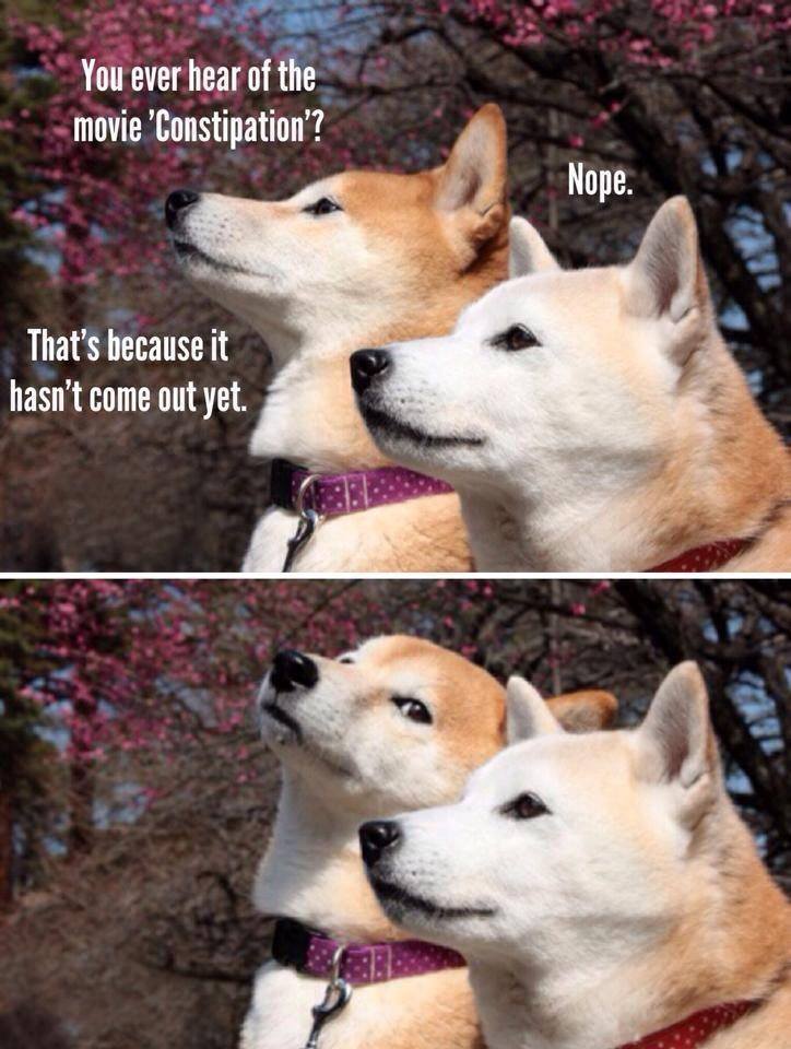 Shibes talking about movies.
