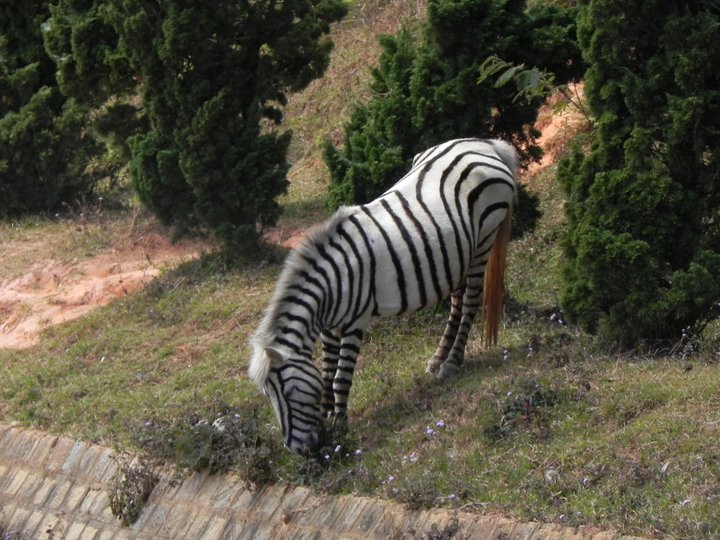 A horse in Vietnam painted to look like a zebra. Presumably with serious identity issues.