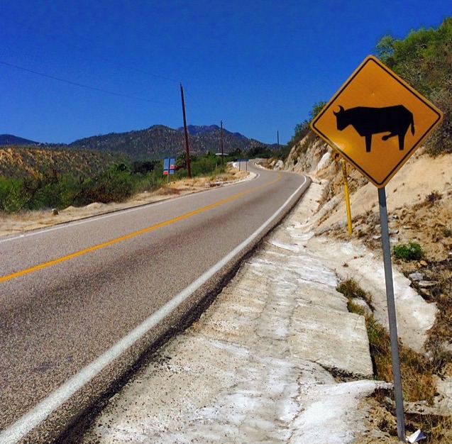 Caution: well-endowed Bulls ahead
