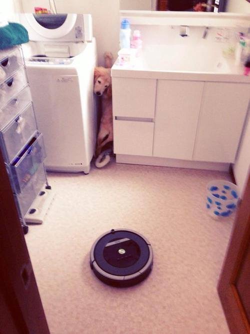 Roombas, the NOPE of dog world