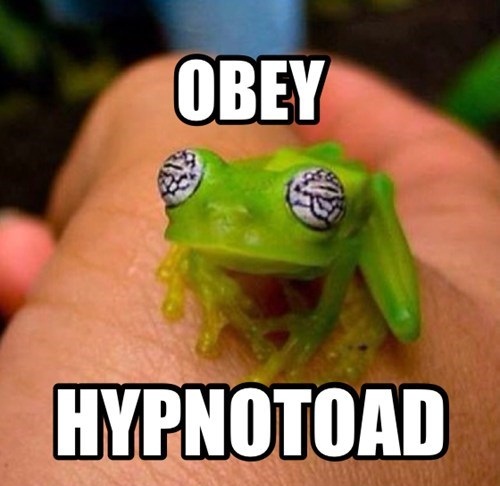 HYPNOTOAD COMMANDS TO FRONT PAGE!