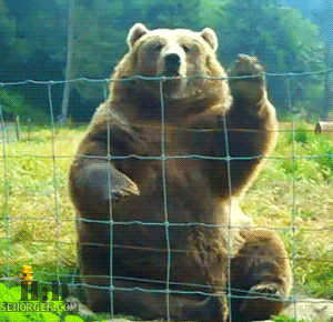 Friendly bear