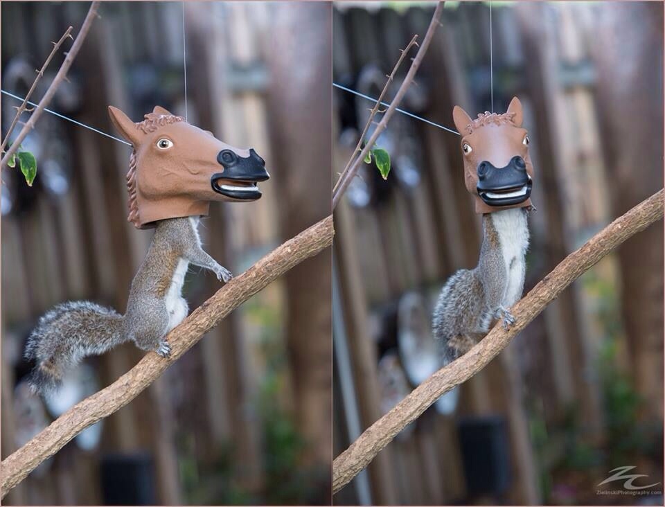 Has science gone too far?? Horse head squirrel feeder.