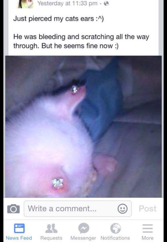 This poor cat..... what the *** is wrong with people??