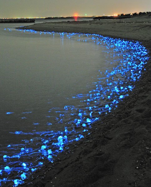 The beautiful blue glowing firefly squids of Toyama, Japan