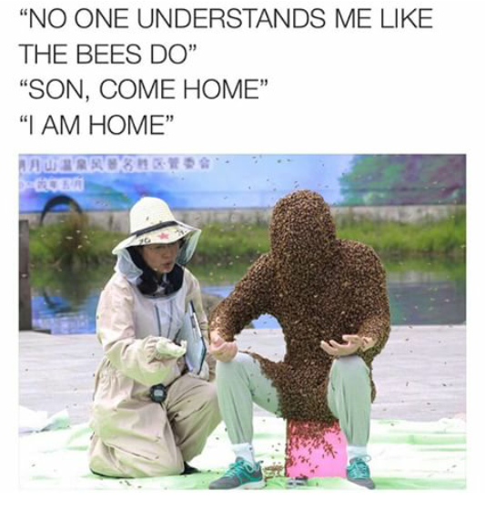Home is where the bees are