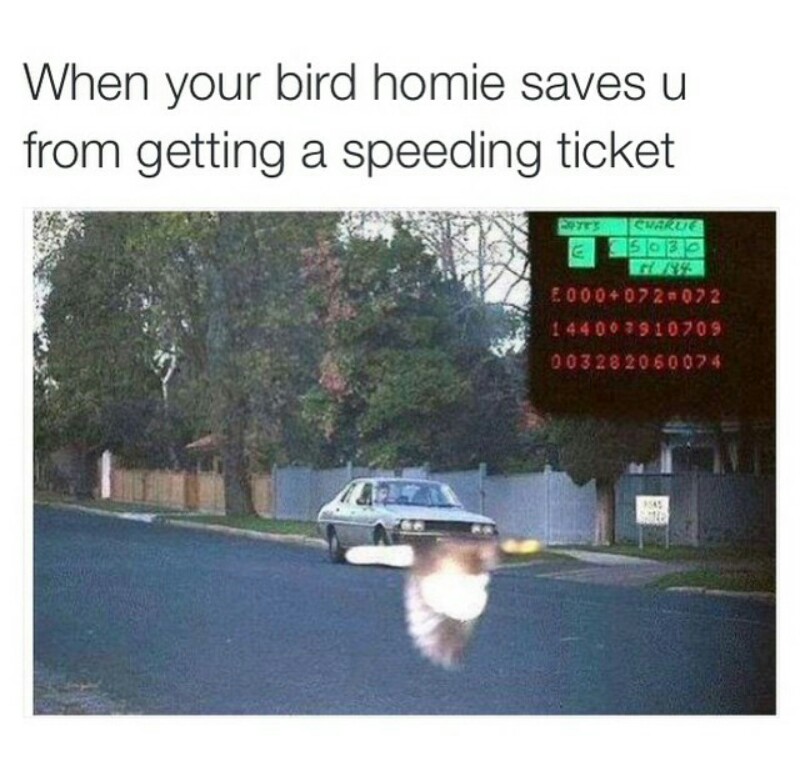This bird is the hero that everyone needs