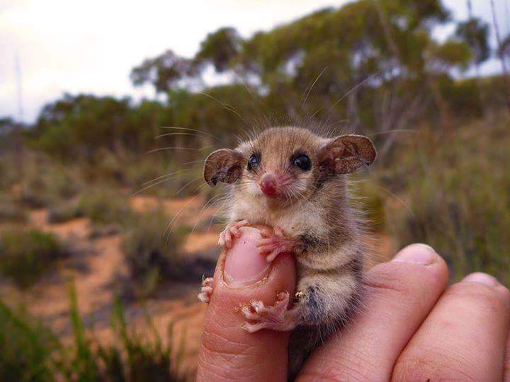 Not all Australian animals want to kill you...