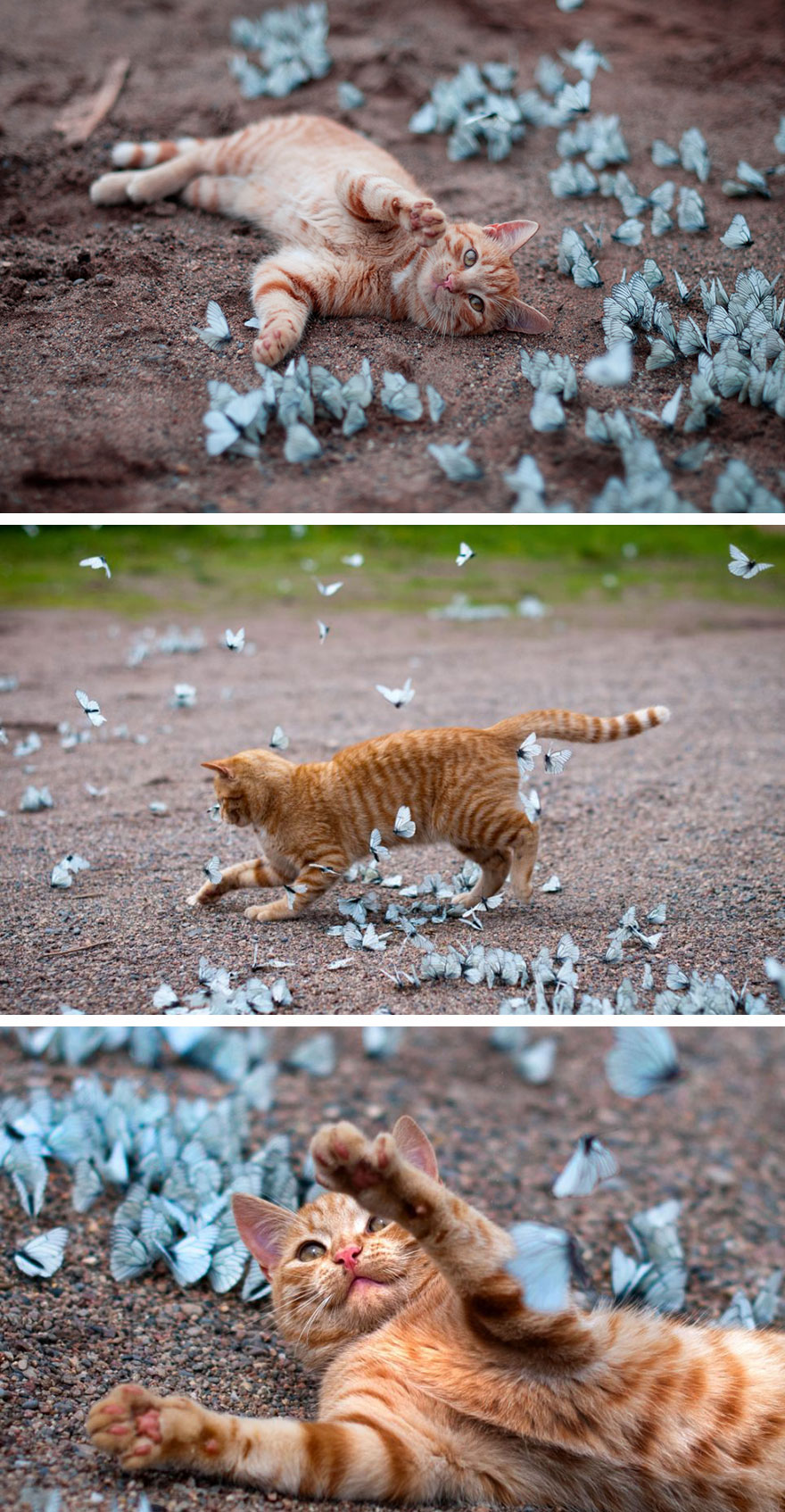 Garry playing with blue butterflies