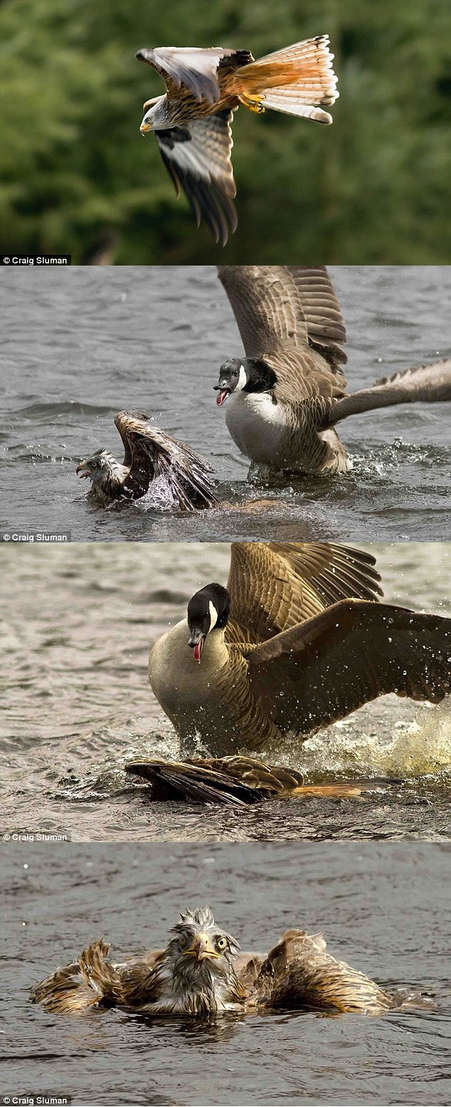 Canadian geese are ***s.