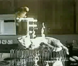 Gtfo cat!