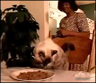 Cat eating like a sir...