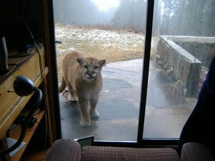 pssst...hey...let me in, I'm a kitty cat