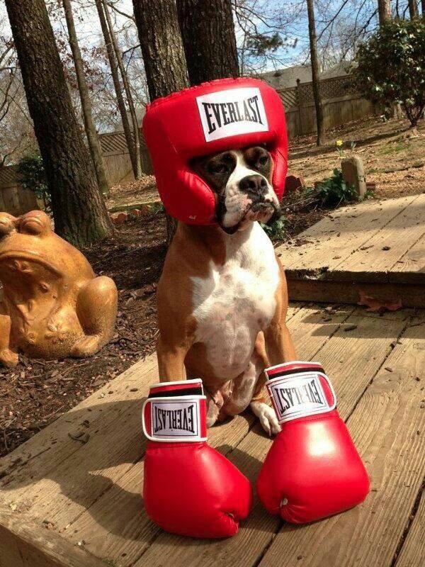 boxer