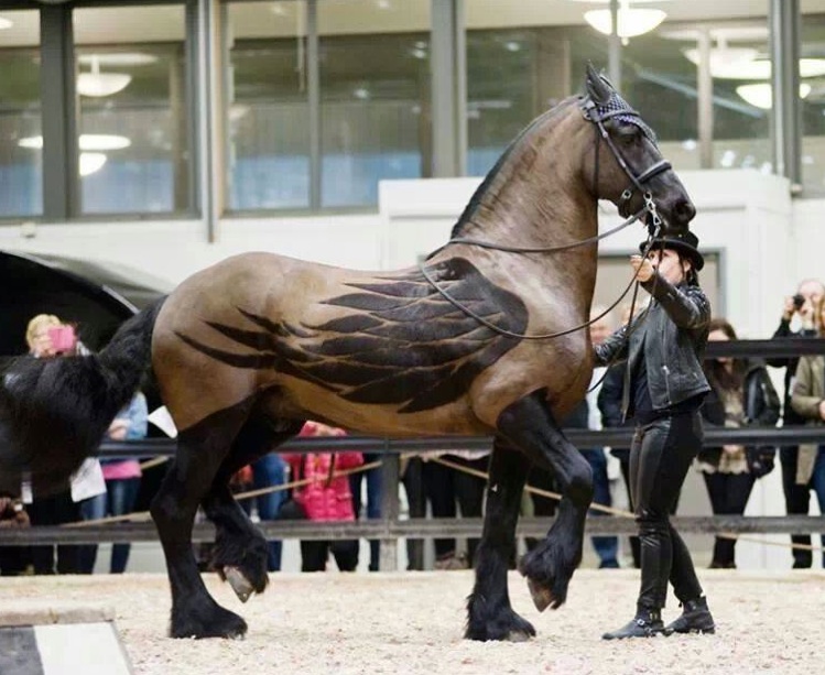 Beautiful clipping design on a horse.