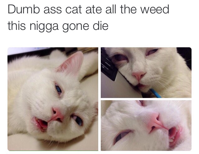 catnip: not even once