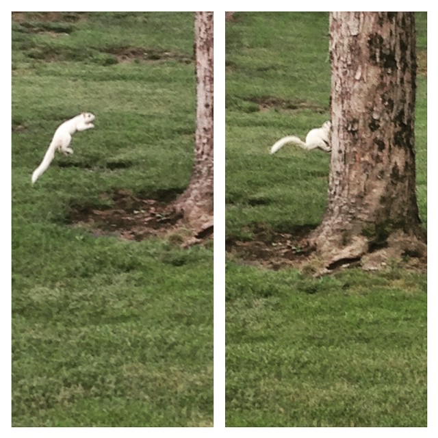 A rare white squirrel proves why they are rare. Forgets how to squirrel.