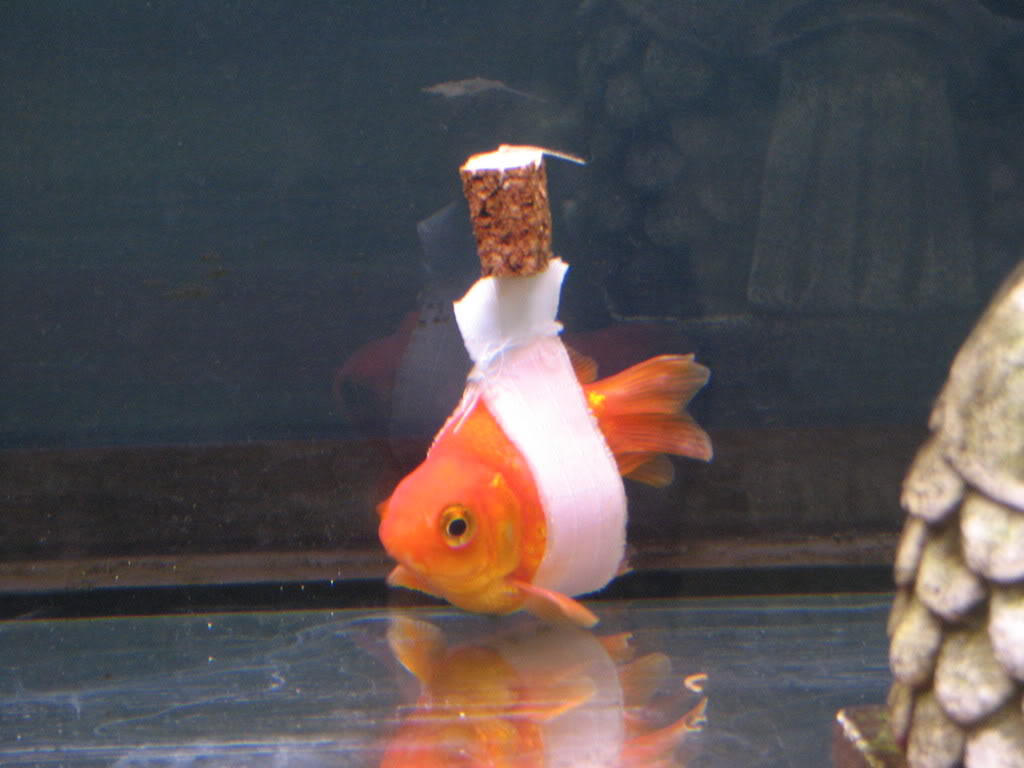 Goldfish "wheelchair" for a fish that had trouble staying upright