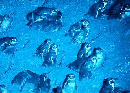 Here's a penguin shitting on some other penguins