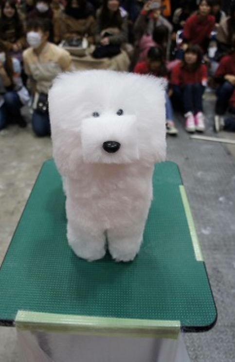 So there is a trend in Japan to shave dogs' fur into cubes...