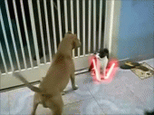 The only gif you'll need today.