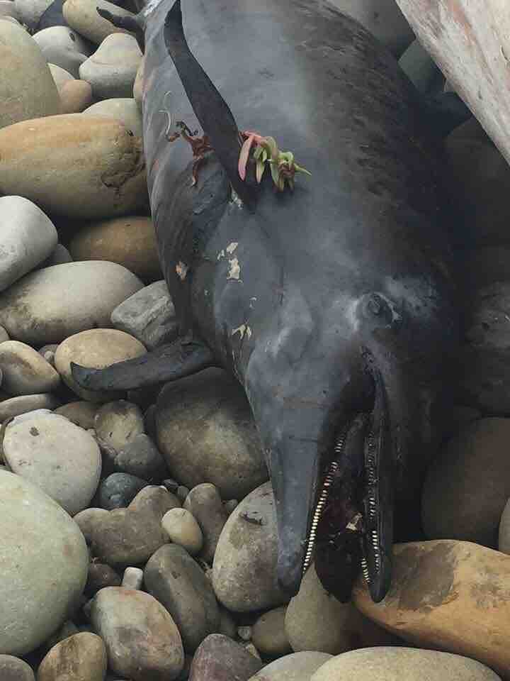 dolphins are washing up dead with tar balls stuck in their mouth near the oil spill.